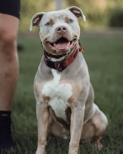 Grey pit bull sitting calmly in the grass